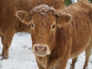 Best Cattle Barn cow-827460_640