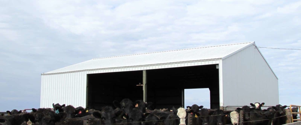 white cattle shed builder in iowa