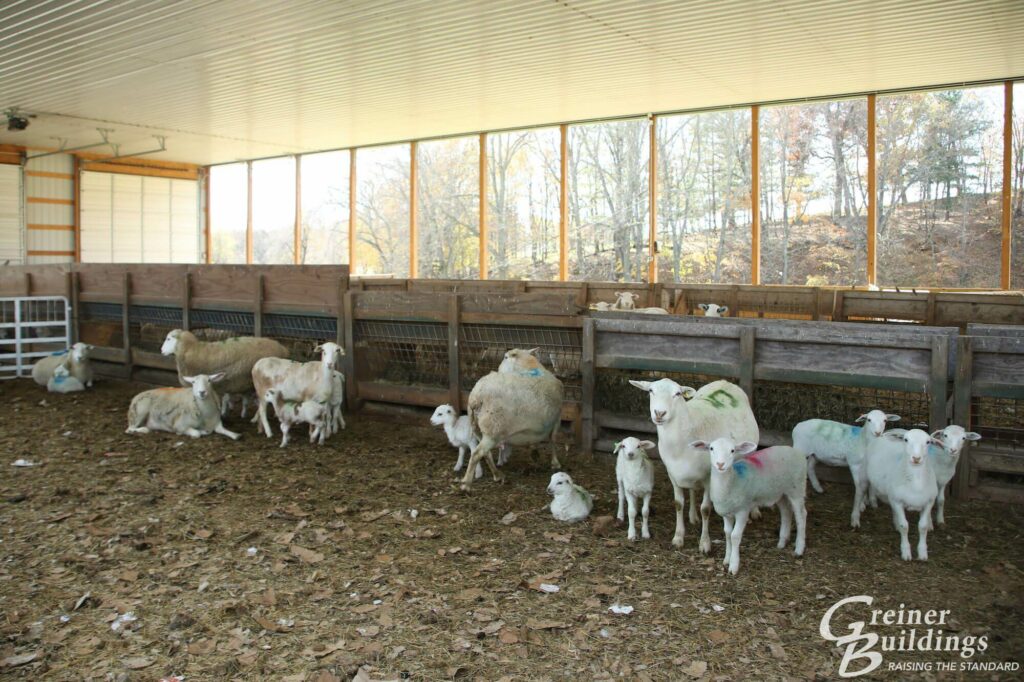 sheep in new livestock farm building