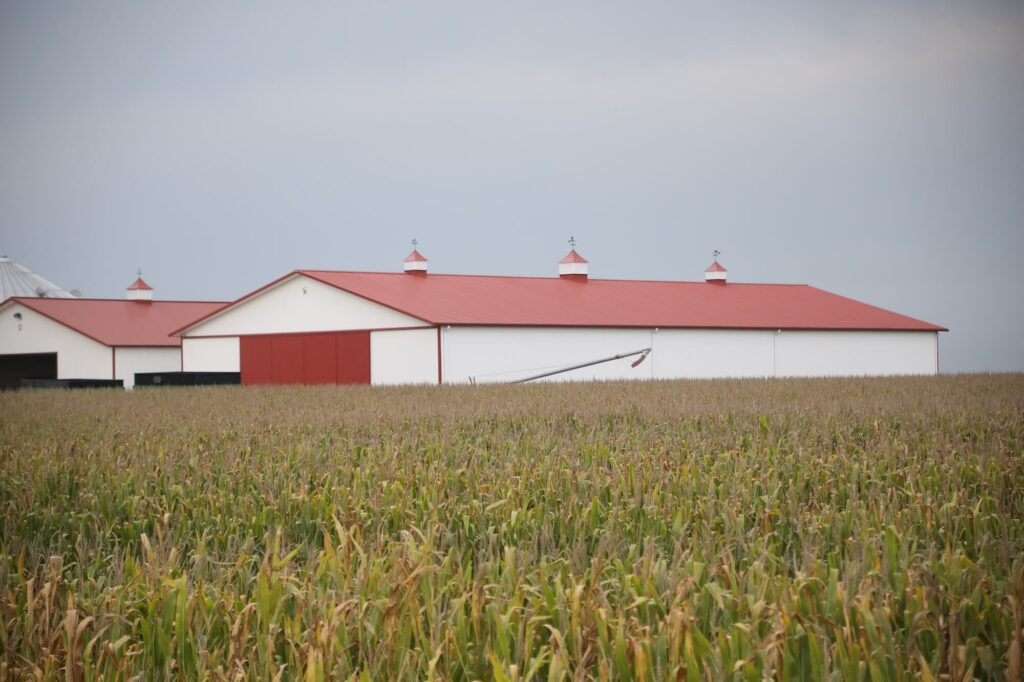 corn next to large metal farm building