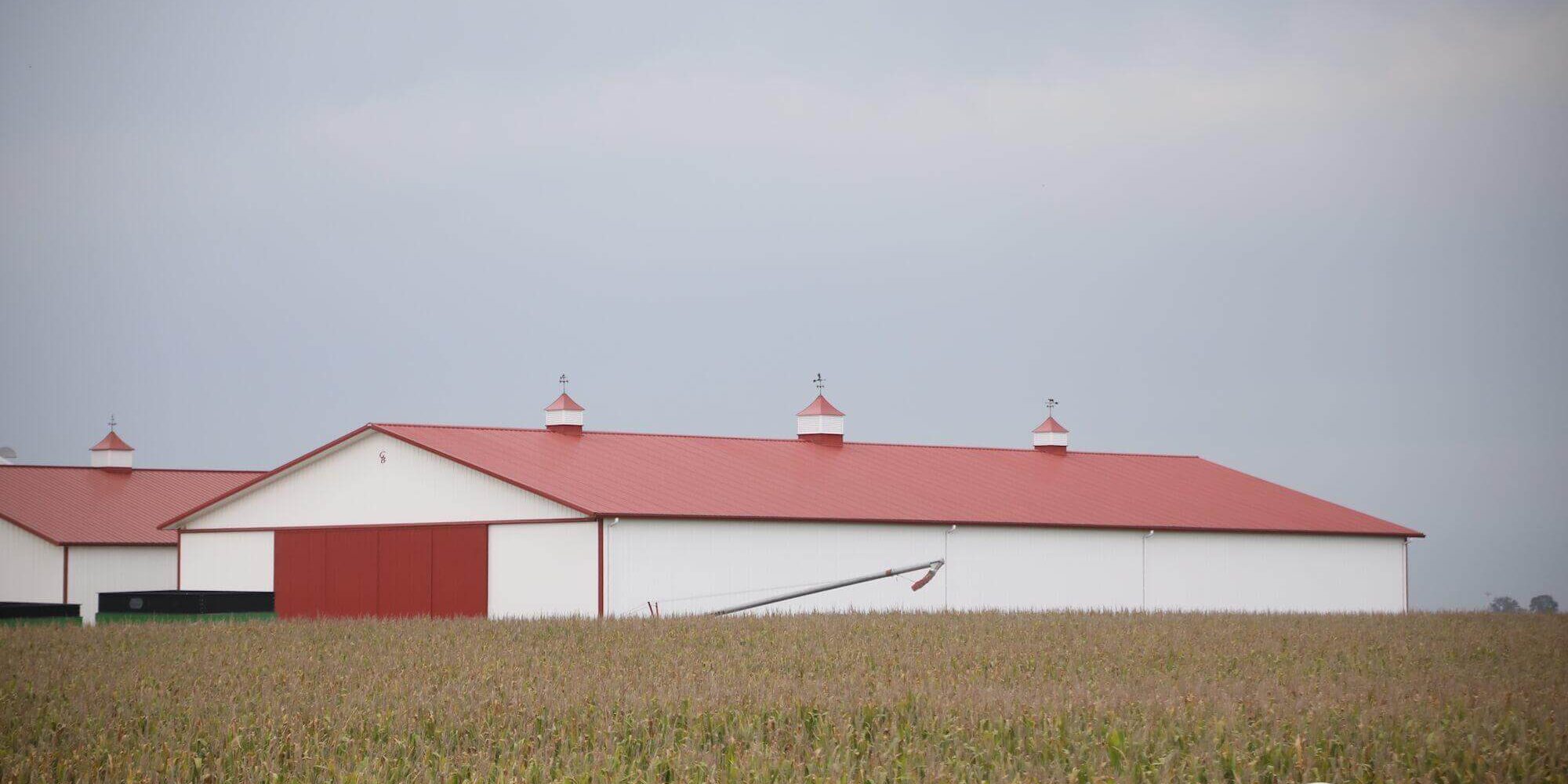 wide angle shot of red and white ag building in corn field